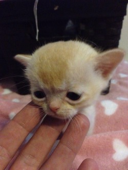 online-cats:  Burmese kitten!  Yoda……