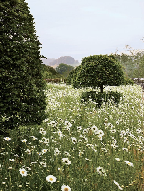 robert-hadley: At Appleton Manor, beech topiaries in an oxeye daisy-filled meadow. Photo by Allan Po