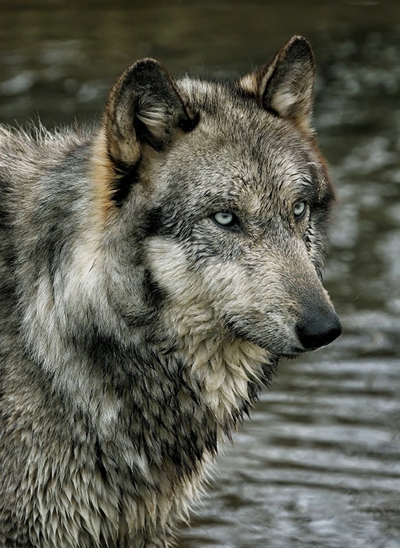 mirifika:  fox-power:  More photos on http://fox-power.tumblr.com/  