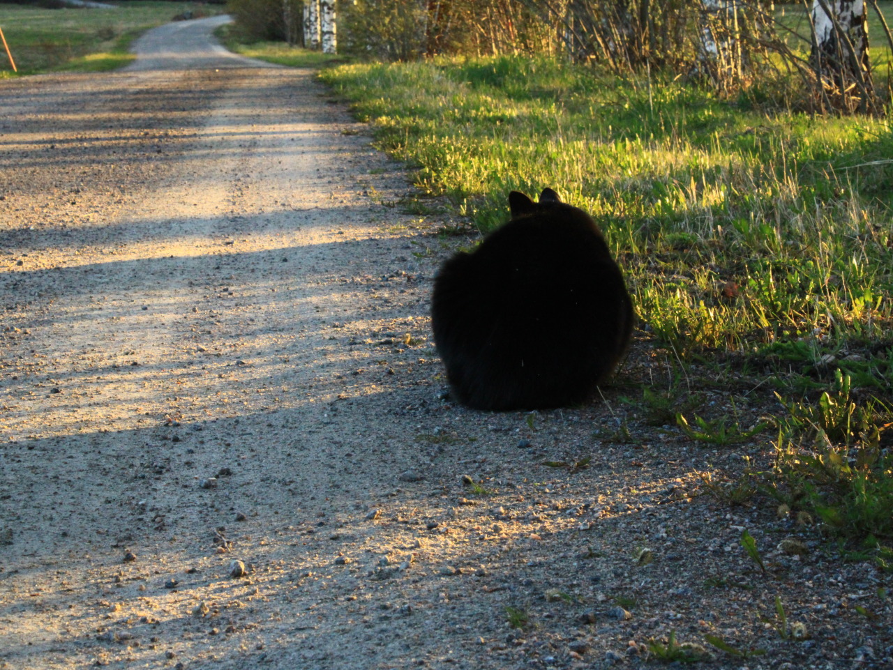20.05-22Loaf of cat. - Vivera Rossi #black cat#cat loaf#road#sunset #shadow and light #spring#evening#photography#original photographers