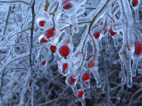 behind-the-musgo:  Frozen cherry 