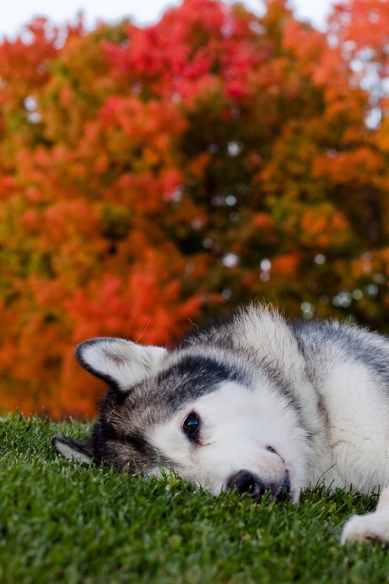 awwww-cute:  Happy Jack Loves Grass (Source: http://ift.tt/2e95mtu)