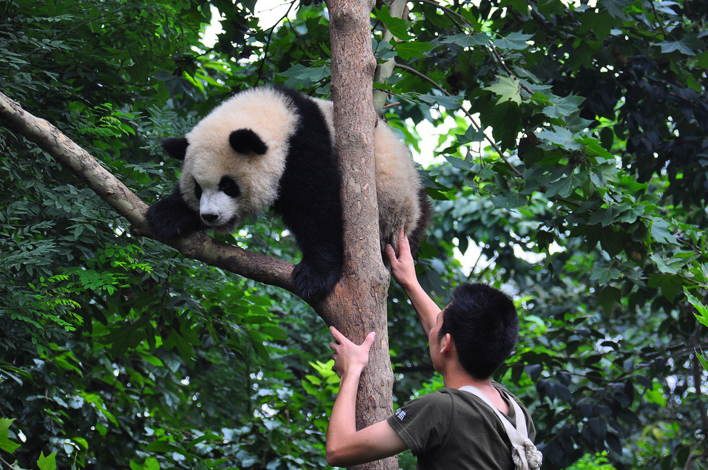 giantpandaphotos:  © Hoben022002. 