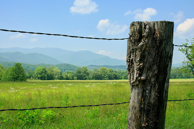 alongthetugfork:  Field of daisies