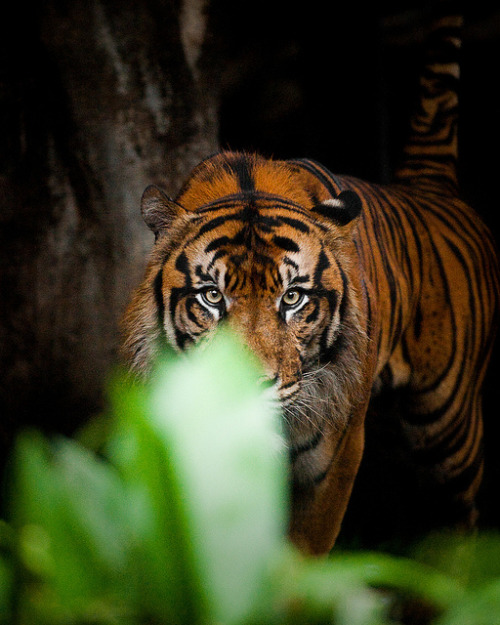stvtion:  Rising Tension… by the Snow Tiger on Flickr.