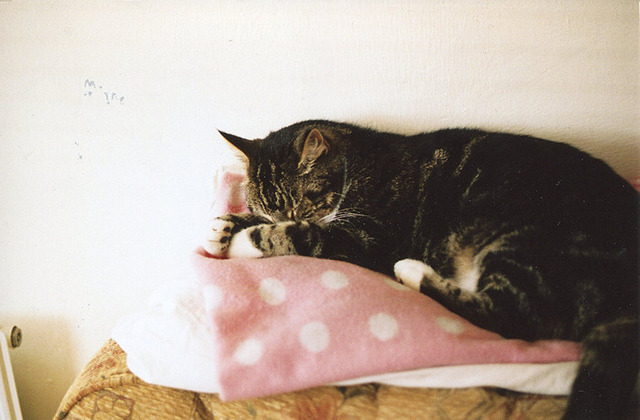 derivings:  I wish I was a cat so I could sleep all day by millie clinton. on Flickr.