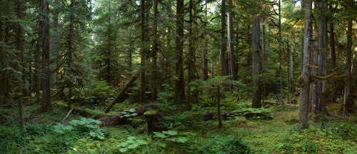 Temperate rain forest at Mt. Rainier by Rick Sharloch