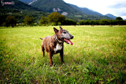 Bullterrierlove:  Emily’s Dogs By France Galy On Flickr.