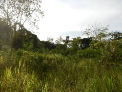 woodland savanna on Kaweri Coffee Plantation