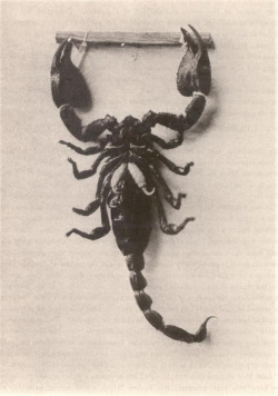 splattergut:  Black Rock Scorpion found at Khandala,Western Ghauts. Exemplifying simultaneous twin-parturition, 1888. 