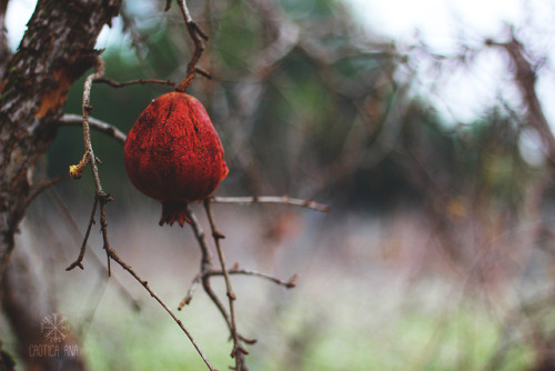 pomegranate