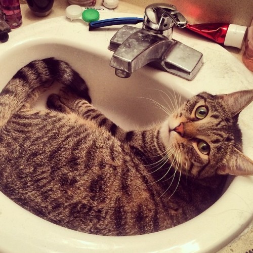 What mom? #cat #catsofinstagram #catmommy #bengalcats #catbath #inthesink #sink #catinthesink #funny