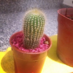 #Cactus #Katy #Pretty *Oooo*