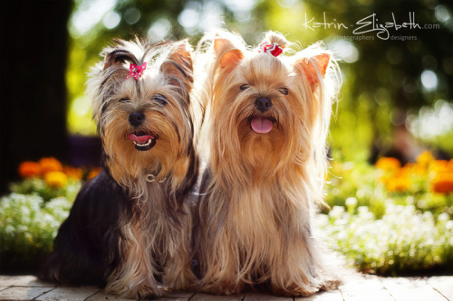 More photos from the photoshoot - www.katrin-elizabeth.com/yorkshire-terrier-donetsk-ukraine (a