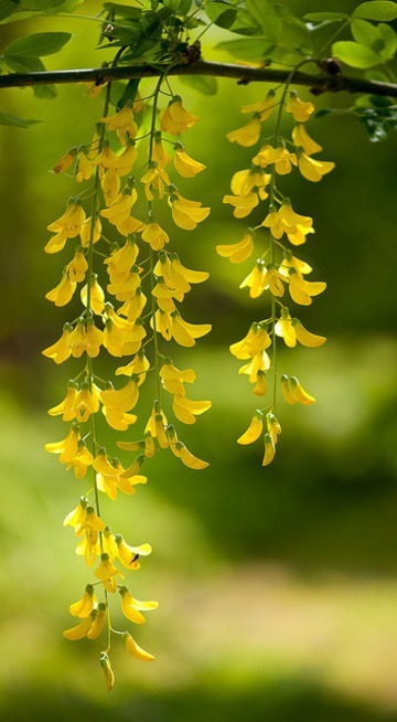 Laburnum Blossoms, Norway