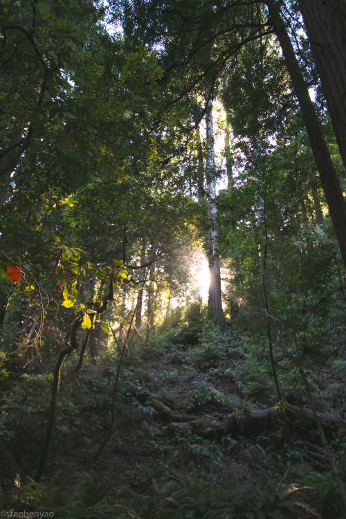 Muir Woods