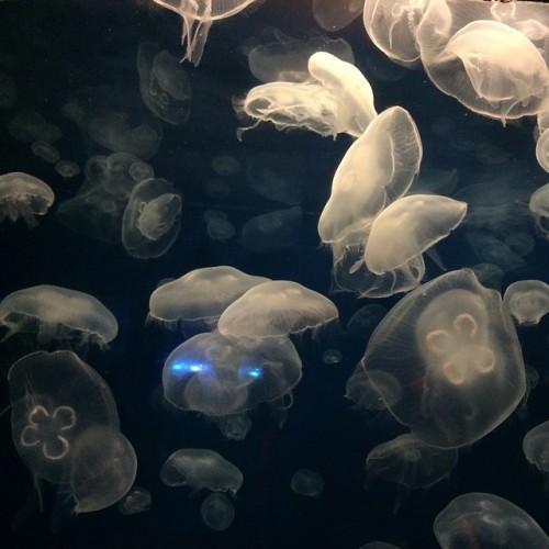 horrorqueenbaby:  I just think Moon Jellies are the coolest looking things 👽 #moonjellies #jellyfish #denver #aquarium #lastweek #love #dope #fuckyeah #ocean #oceanlife #seacreatures 