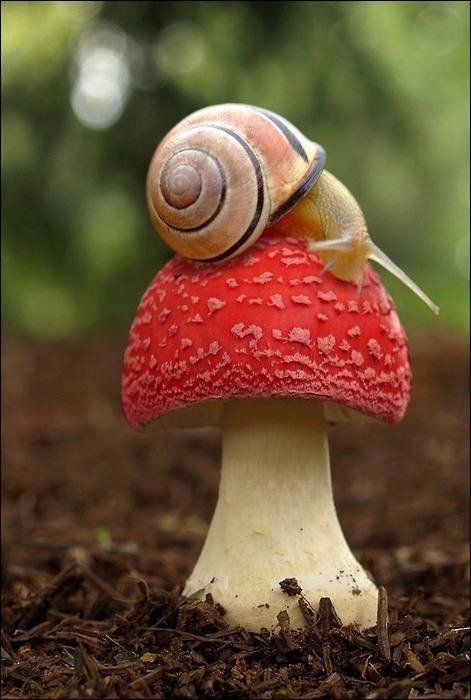 sea-flat:  pureinthismess:  biotas-are-nifty:  Mr. Snail is in for the ride of his life.  …That’s not a ‘magic mushroom’, they’re much darker and skinnier  Actually (I’m more than fairly sure) this mushroom is called Amanita muscaria, and