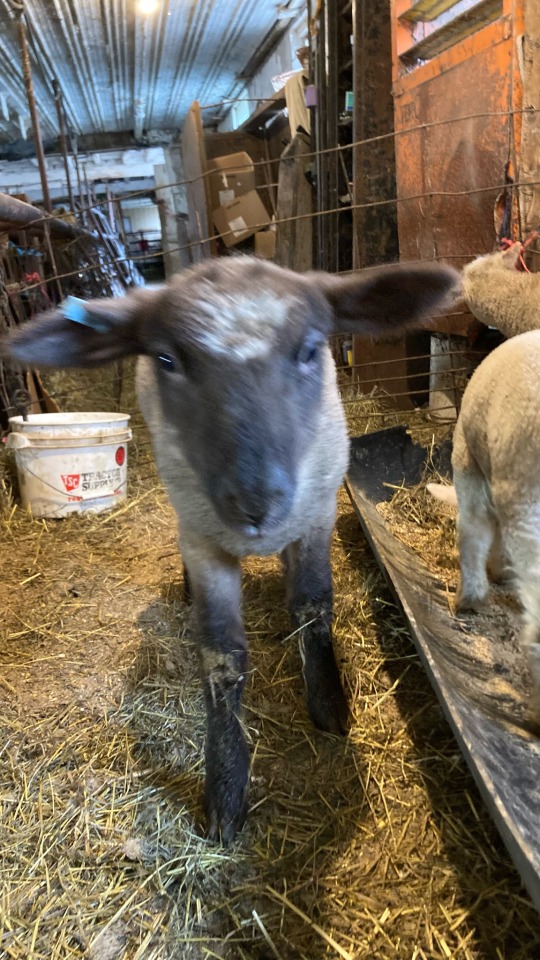My Cute Lamby Boi