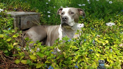 swampgallows:xena really hammed it up for the camera earlier today