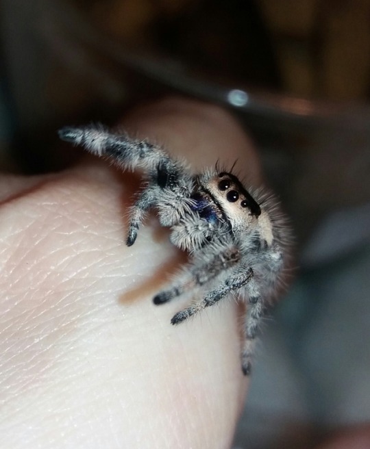 phidippusregius:    penny! 