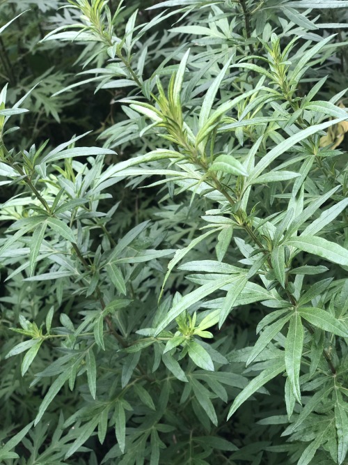 Common Name: Mugwort.Scientific Name: Artemisia vulgaris.Where I Saw It: This picture is from the bi