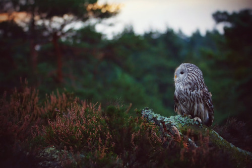 throughwinterfields:Ondřej Chvátal