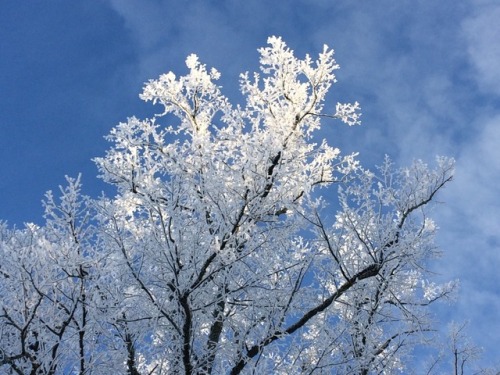 chained-to-the-mirror: Winter wonderland ❄️