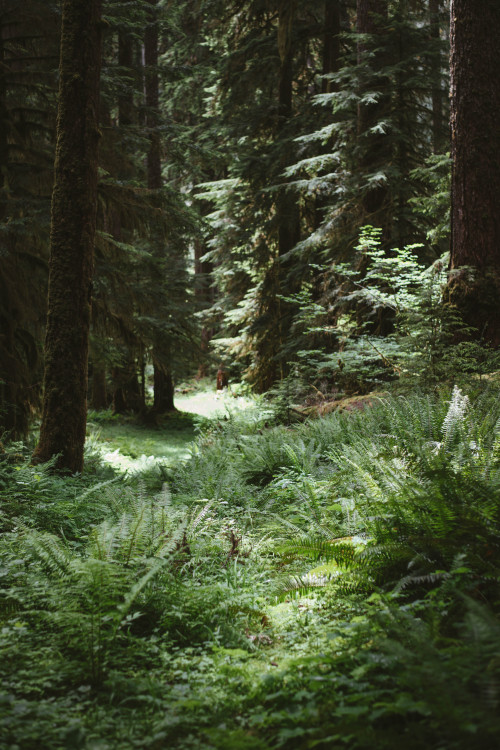 millivedder:Forest floor