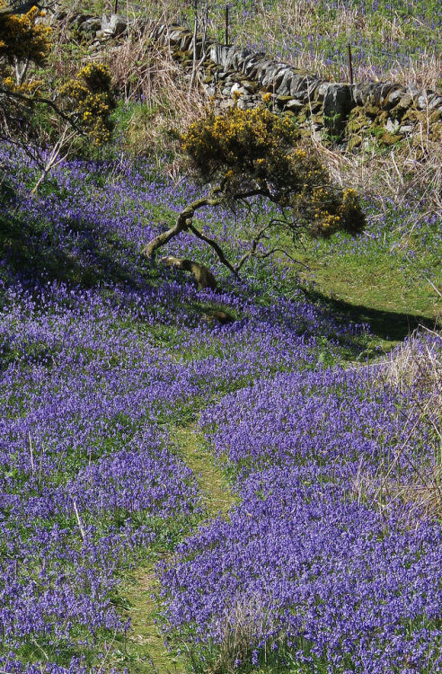 All about the bluebells today &lt;3