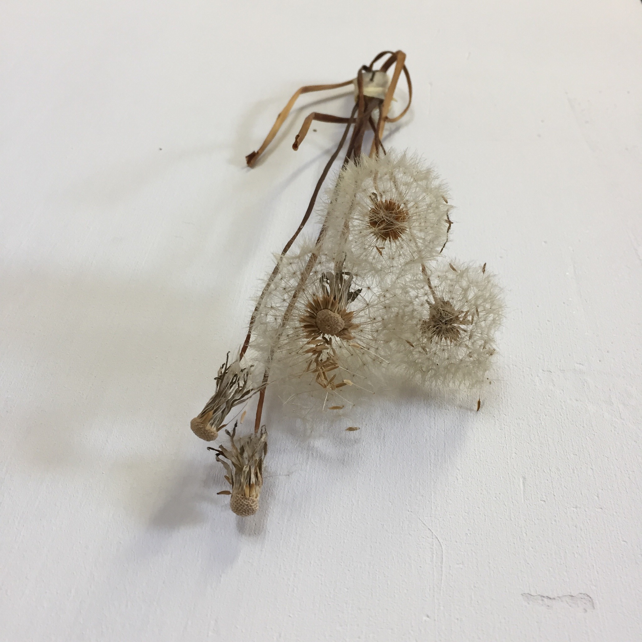 Sex piercednipples:Desiccated dandelion at the pictures