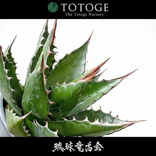 モンタナもぼちぼちいい感じに葉の厚みが出てきた #竜舌会 #琉球竜舌会 #maguey #agave #agaves #montana #アガベ #モンタナ #竜舌蘭 #龍舌蘭 #spikyplant