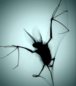 blazepress:  Bat X-Ray.