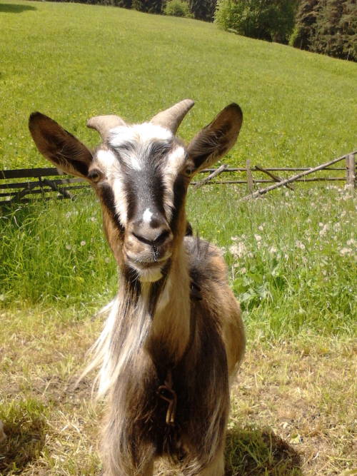 Two Little Goats.....