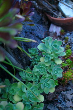 Flora-File:  Aeonium Haworthii (By Flora-File)