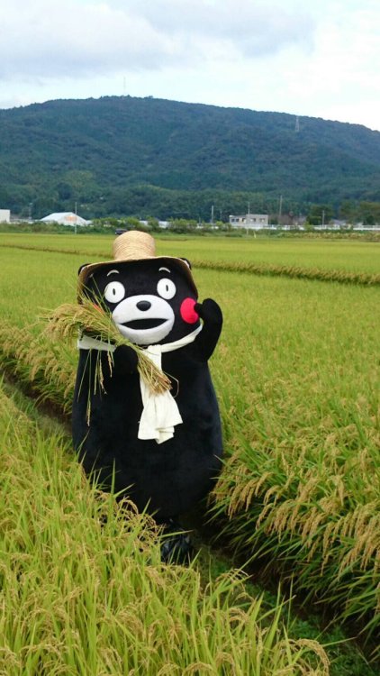 くまモン【公式】‏@55_kumamon今日は益城町にやって来たモン。稲が元気よく育ってるモン☆