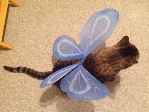 ohnopicturesofanothercat:Utley has only recently revealed to the world his sparkly wings. 