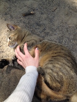 practicingenlightenment:  we made a cute friend today who was really into cuddling and rolling around in the sand 😄