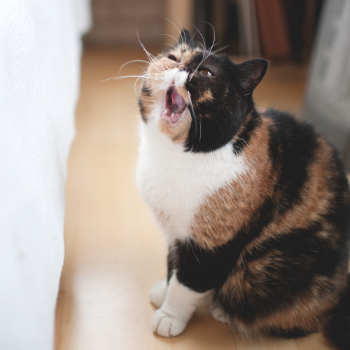 pudgethecat:You throw the cat treats, and I’ll catch them with my mouth.