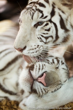 funnywildlife:  Mother Suriya and her son by ~Wild-Lweek