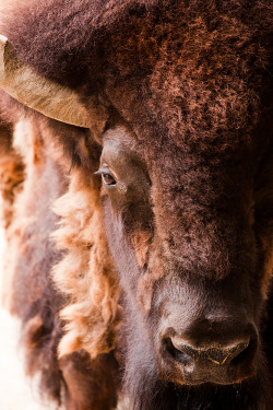 funkysafari:  American Bison by Evan Animals