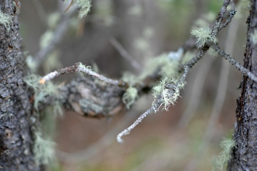 these are some excellent mosses and a fungus we saw on saturday.