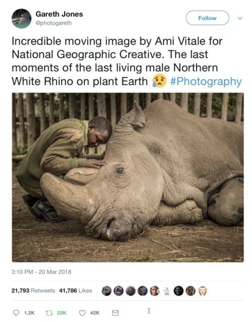 oinonio:
““Incredible moving image by Ami Vitale for National Geographic Creative. The last moments of the last living male Northern White Rhino on plant Earth” ”