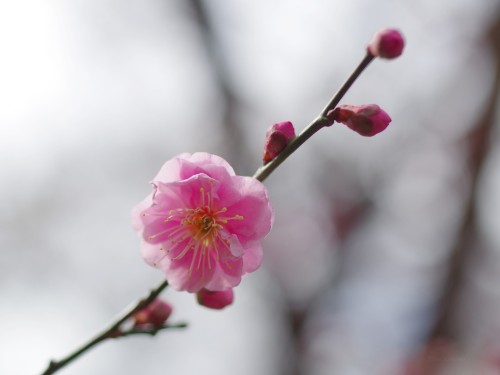 uyamt:梅（うめ）Ume blossoms / Japanese apricot