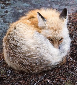 beautiful-wildlife:Curled by © maxwaughphoto