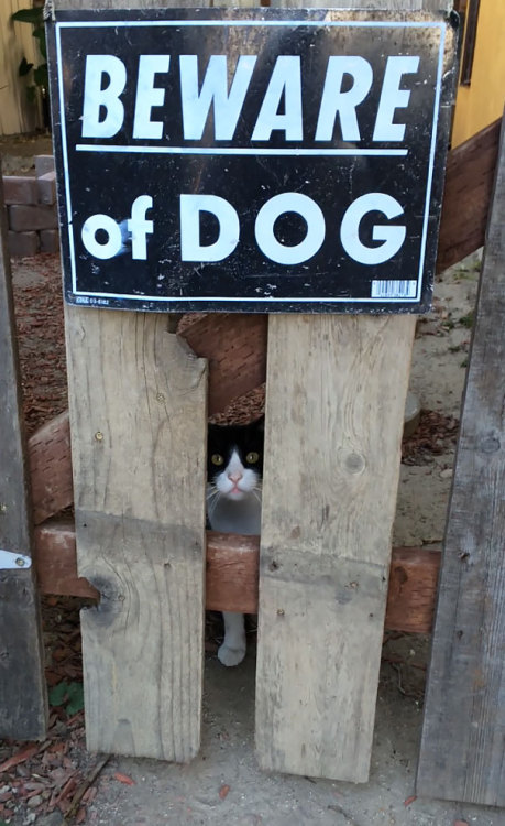 foodfightme:awesome-picz:Dangerous Dogs Behind “Beware Of Dog” Signs.Joey has killed more than you c