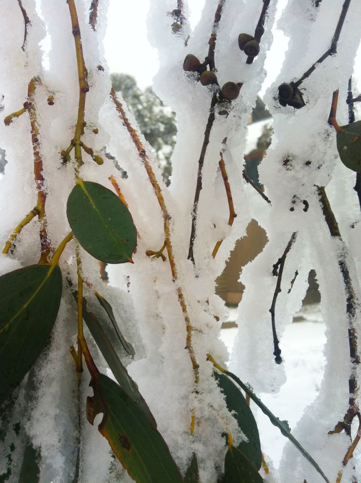 cedar-bay-cherry:  Snow gums, eucalyptus pauciflora. I think I got most of these