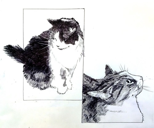 catsofjuly:Drawing cats over Christmas.