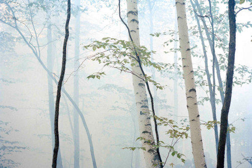 Trees (Mist) by Martien Mulder, 2005. 
