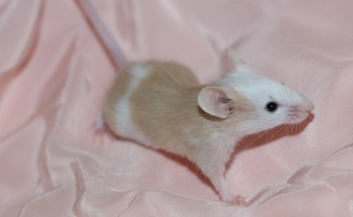 lilsqueakers:She’s so sweet! Super excited to have her a home lined up!